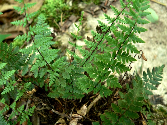 {Cheilanthes alabamensis}